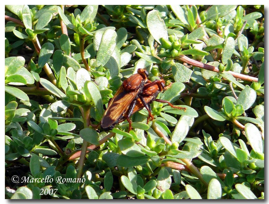 Un Asilidae nuovo per il forum: Asilus barbarus